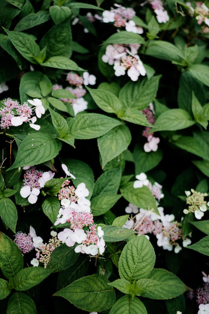 Hortensia rainy day at Château de Sully