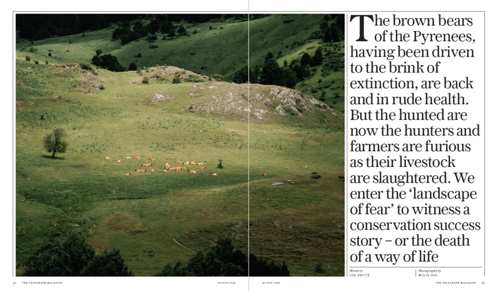 Milie Del Photographer bears in the Pyrenees for Telegraph magazine