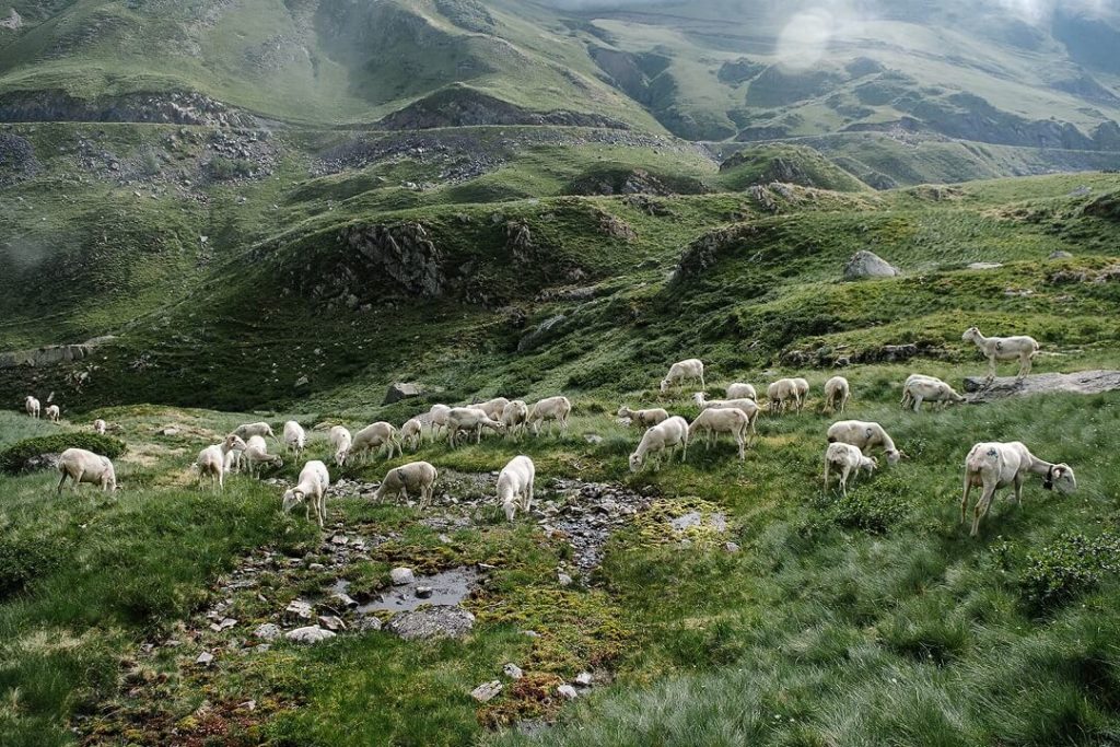 Flock of sheep in the french Pyrenees for Telegraph Magazine by Milie Del Photographer