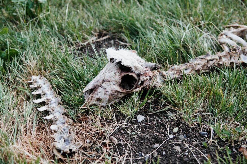 Dead sheep for Telegraph Magazine by Milie Del Photographer