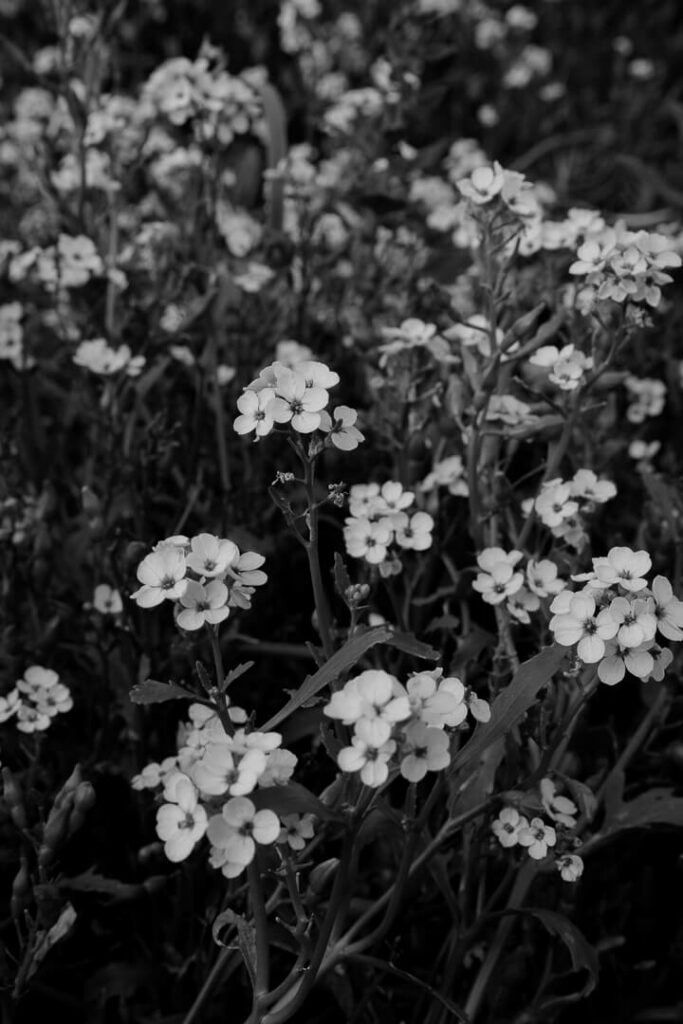 Flowers at the beach lofoten