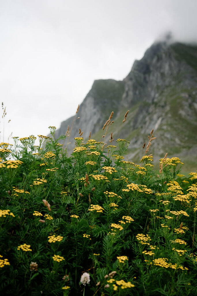 yellow flowers and mountains