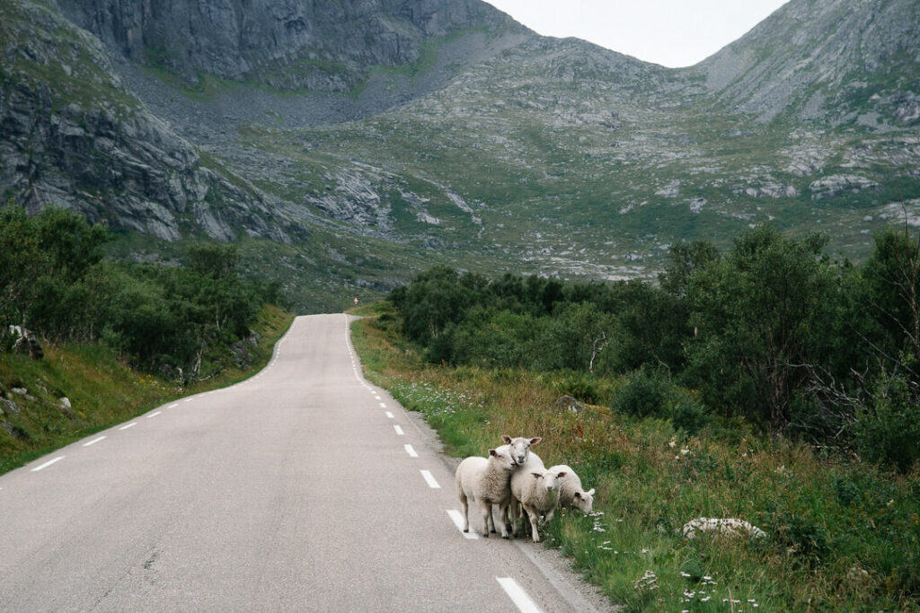 Family of sheep on the road 