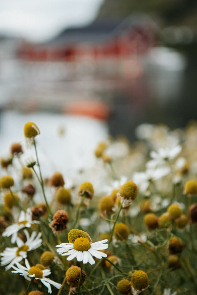Hamnoy Norvège îles Lofoten