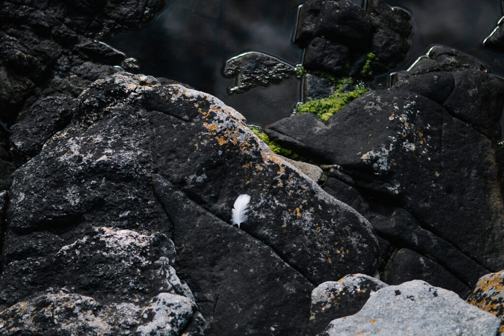feather in Å i Lofoten