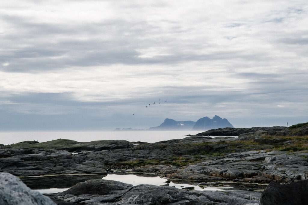 Vol d'oiseau devant le fjord