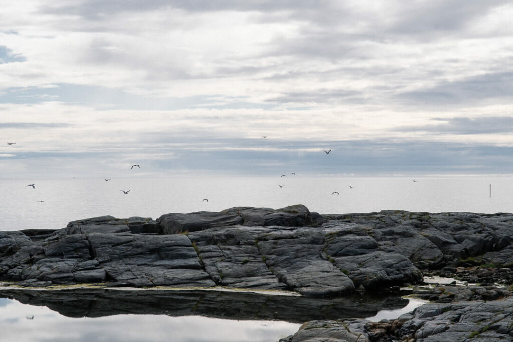 Vol d'oiseau devant le fjord