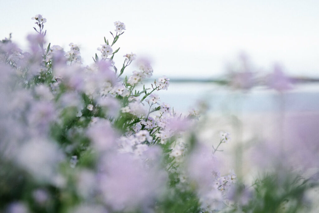 Vikten beautiful flowers Lofoten