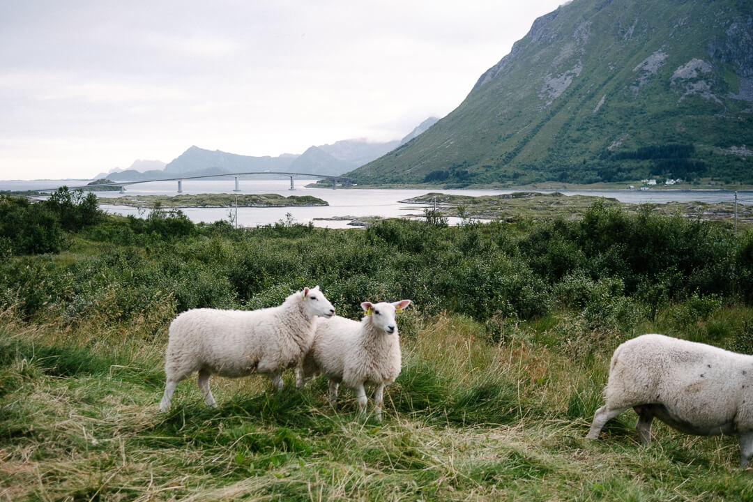 sheep near Henningsvær fjord