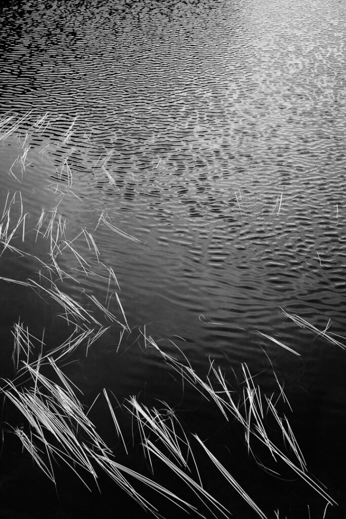 jonc dans l'eau A i Lofoten 