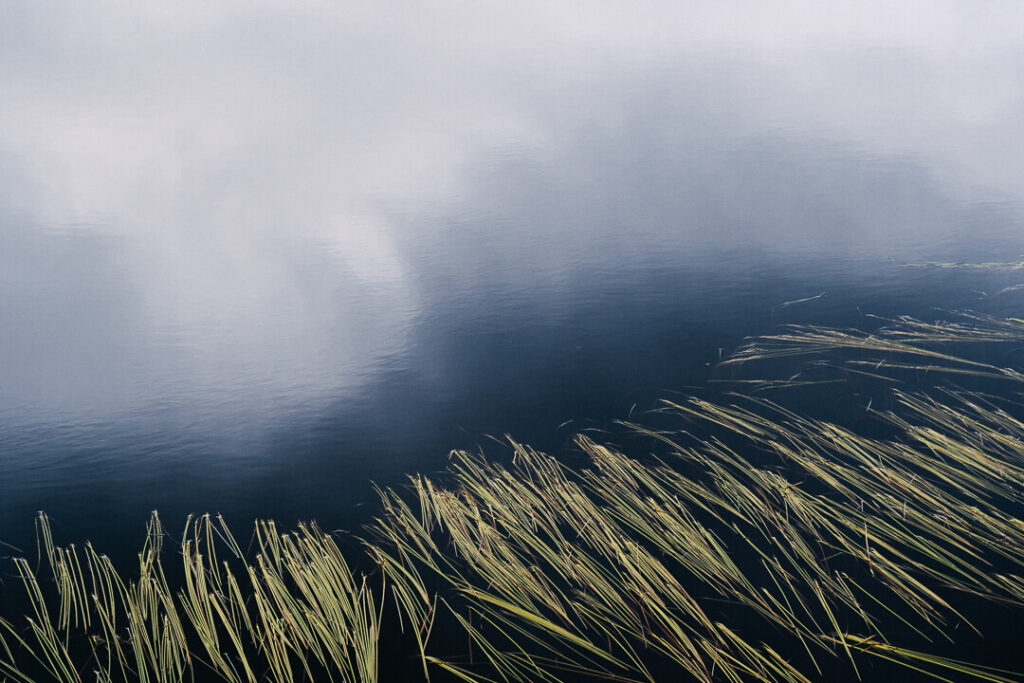 Jonc dans l'eau et reflet de nuages 