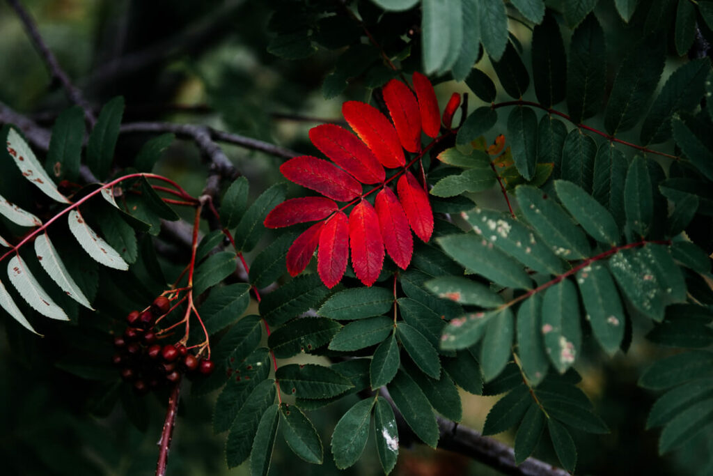 Red and green leaves Lofoten