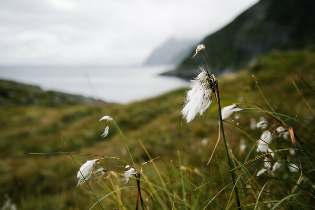 Fleurs de linaigrette Lofoten 