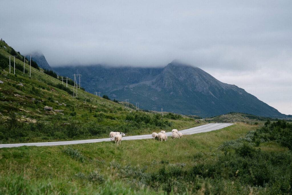 sheep near Henningsvær fjord