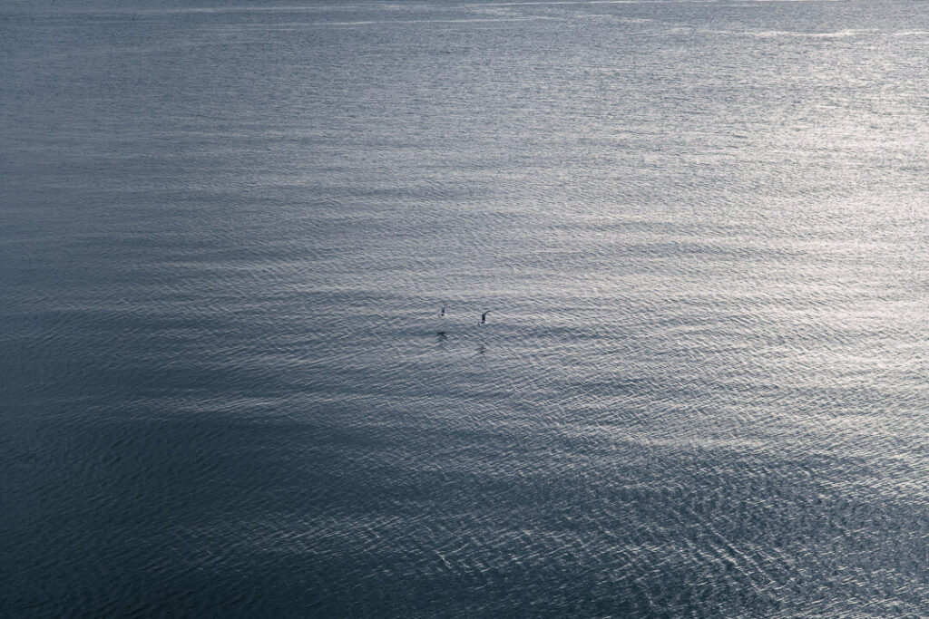 ocean seagull flying over the fjord in Lofoten