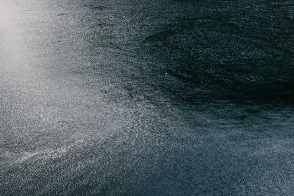 ocean seagull flying over the fjord in Lofoten