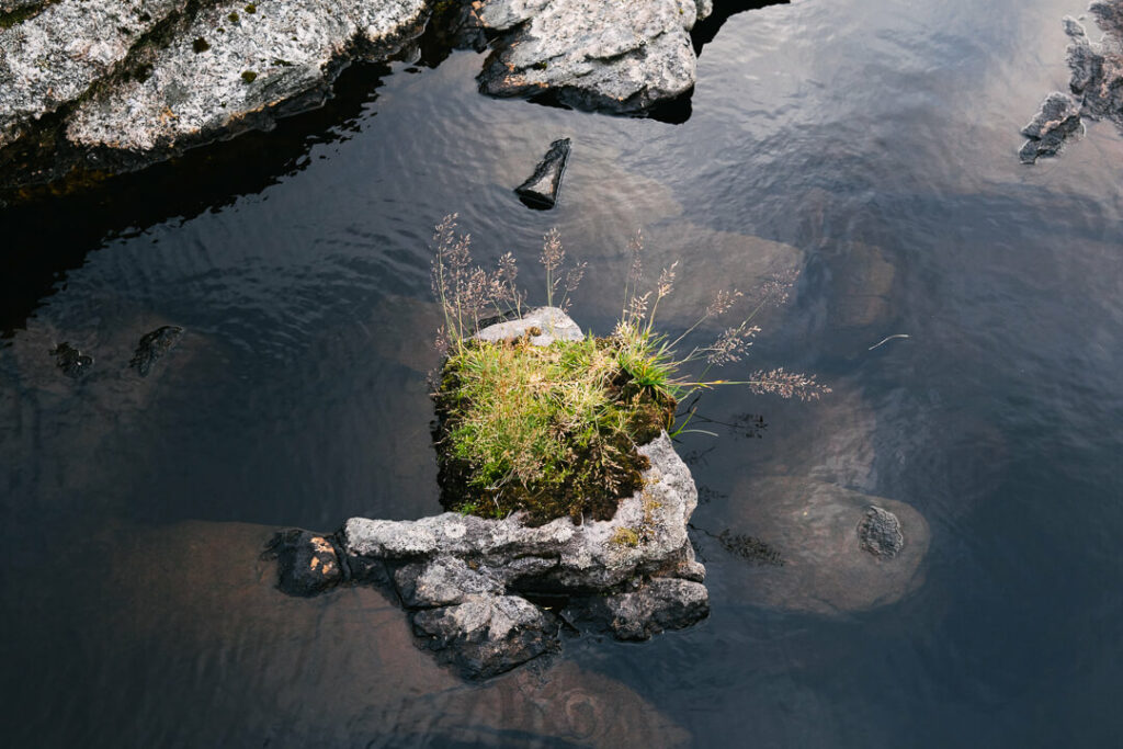 herbes dans un lac Lofoten