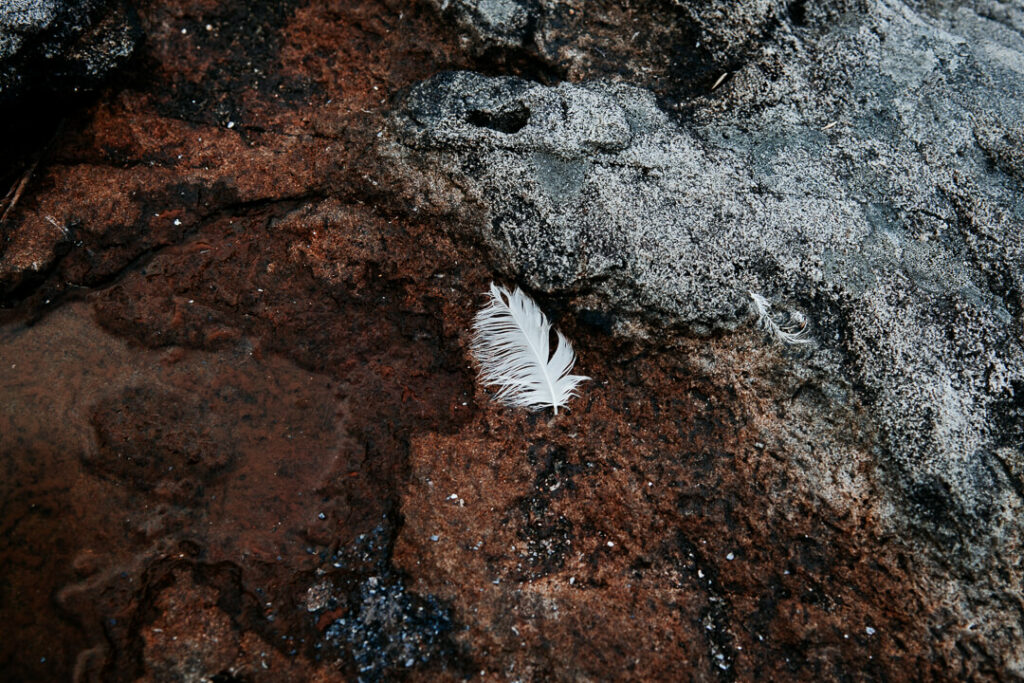 Plume au bord de mer
