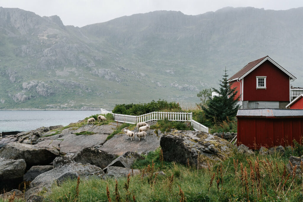 Sheep in the Lofoten