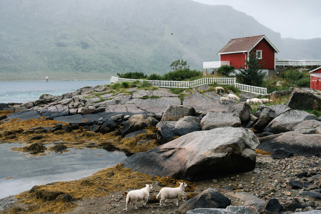 Sheep in the Lofoten