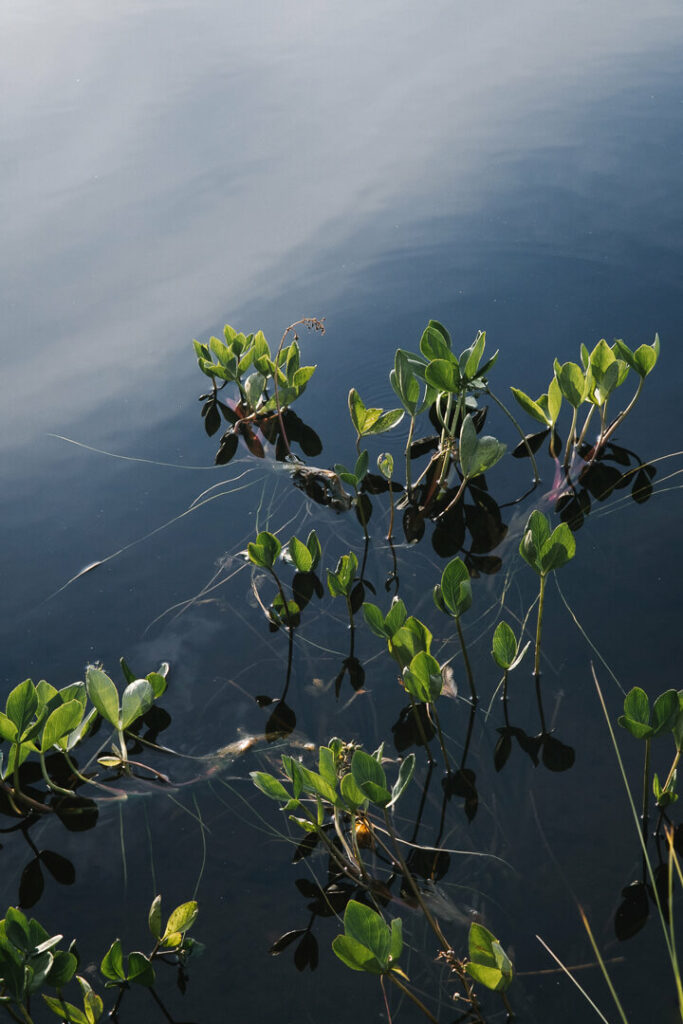herbes aquatiques lake tromso