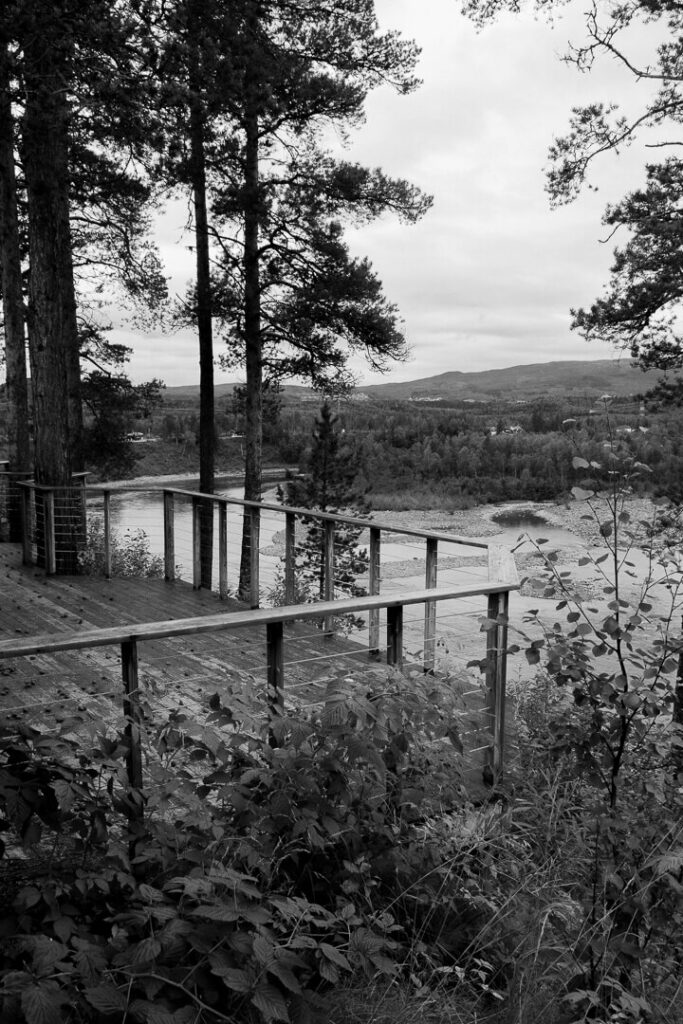 Tromso region forest landscape 