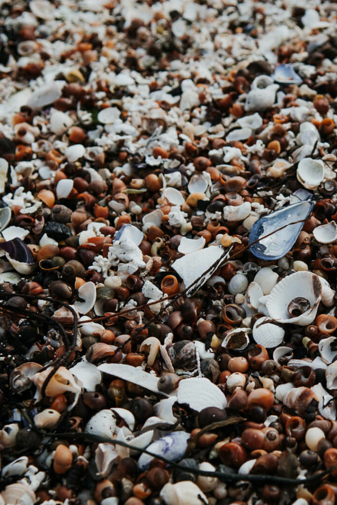 seashell in the lofoten
