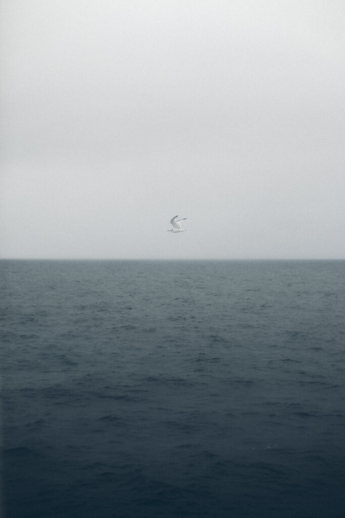 mouette et la mer Vesteralen