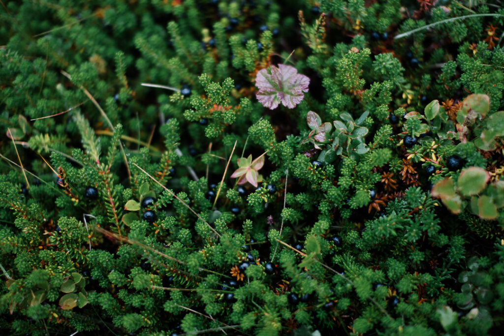 green plants from Vesteralen Island
