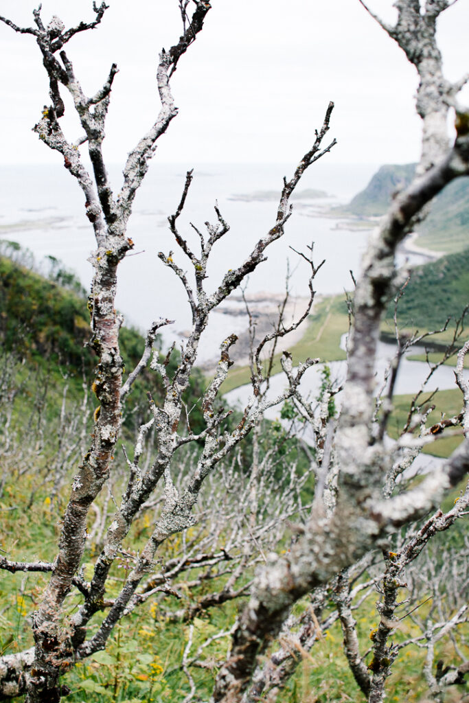 Lichen sur les arbres