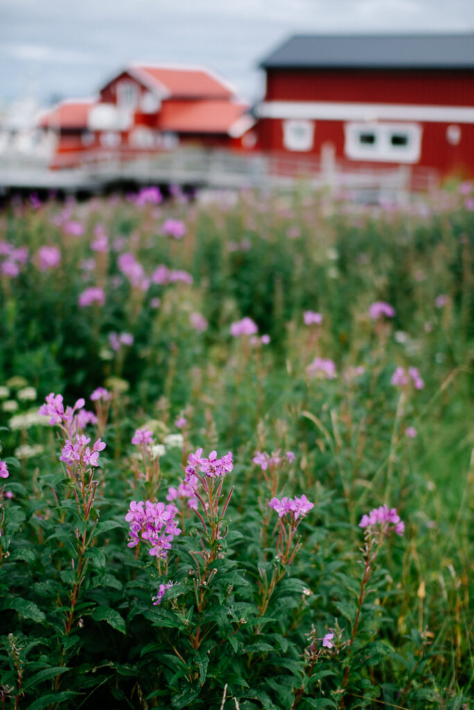 Fleurs d'Epilobe à Sto