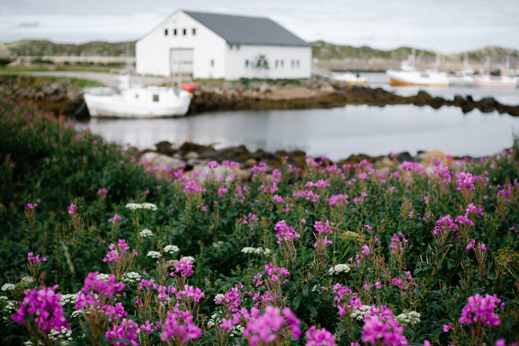 Epilobe flowers in Sto Vesteralen